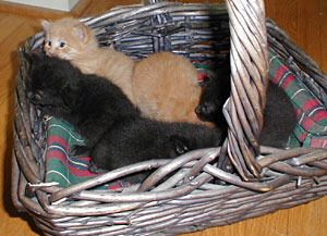 Kittens at 3 weeks